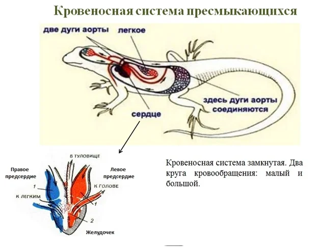 Urok 14 Presmykayushiesya 100urokov Ru