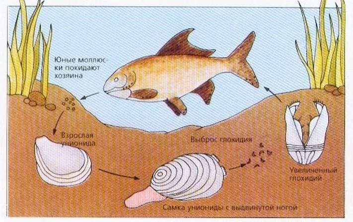 Урок 8: Моллюски - 100urokov.ru