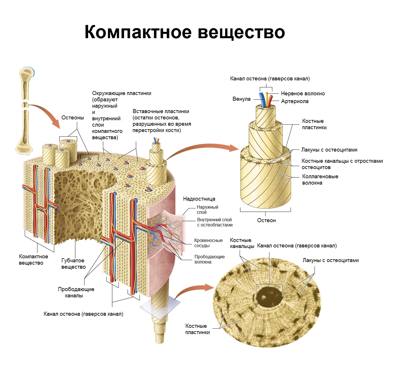 Рисунок компактное вещество кости