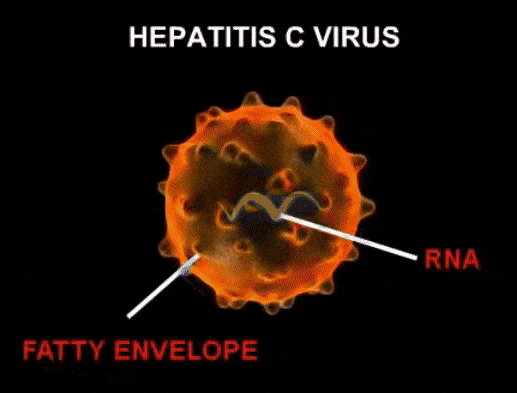 6 virus gepatita