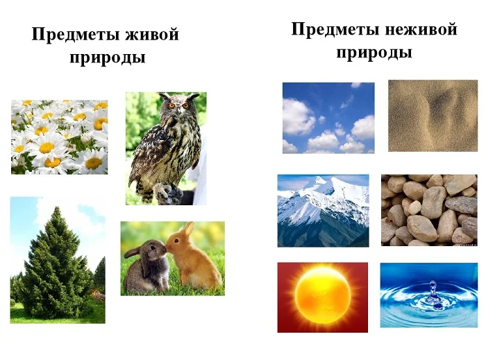 Фенология — Википедия