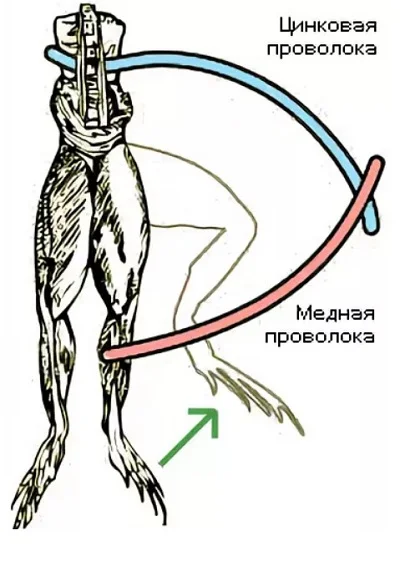 4 opit s lyagushkoi
